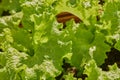 Left Frame Zoom Green Lettuce Leaves and Water Drop