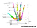 Left Hand anterior palmer view