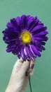 Left hand holding purple voilet aster flower Royalty Free Stock Photo
