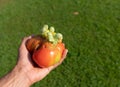 Left hand holding raw flawed tomato over green