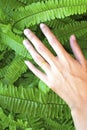 Left hand and wedding rings on green leaf fern background Royalty Free Stock Photo