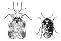 Left - Hemiptera Heteroptera, tiger bug or lace bug, Right - Nezara viridula or southern green stink bug, vintage engraving