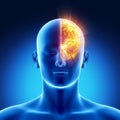 Left hemisphere concept Royalty Free Stock Photo