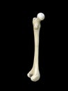 Left human femur bone, Femur bone structure. Human health concept useful for medical, black background, 3d rendering