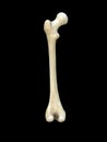 Left human femur bone, posterior view, close up isolated on black background, 3d rendering