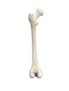 Left human femur bone, posterior view, white background, 3d rendering