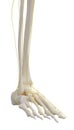Left leg skeleton with nervous.