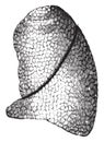 The left lung, vintage engraving Royalty Free Stock Photo