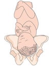 Left Occiput Posterior LOP Baby Fetal Position Pelvis ROP Right