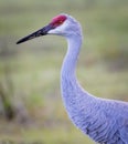 Left profile of Sandhill Craine with bright red spot on headÃ¯Â¼Å½