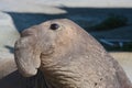 Left profile of a male elephant seal in Baja Mexico.