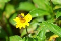 Left-quarter rear view of a wild honeybee hovering over a yellow wildflower in Thailand