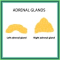 The left and right adrenal gland. Infographics. Vector illustration on isolated background