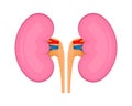 left and right Kidney. Anatomy human internal organ. Urinary system, endocrine system. Kidney day. Vector illustration.