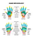 Left and right palm and top dorsal hand reflexology chart with accurate description of the corresponding internal organs Royalty Free Stock Photo