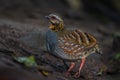 Left side of Arborophila rufogularis (rufous-throated partridge) Royalty Free Stock Photo