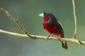 Left side of Black-and-Red Broadbill Royalty Free Stock Photo