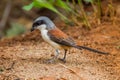 Left side of Burmese Shrike