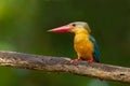 Left side close up of Stork-billed Kingfisher Royalty Free Stock Photo