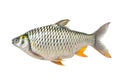 Left side of Large Common Silver Barb fish