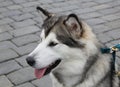 Left side portrait of Siberian huskey. Royalty Free Stock Photo