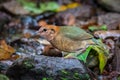 Left side of Rusty-naped Pitta(Hydrornis oatesi) Royalty Free Stock Photo