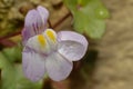 Left side view of a tiny blue flower on the wall