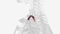 The left subclavian artery is the fifth branch of the aorta and the third branch from the arch of the aorta