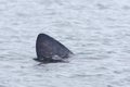 1 - Left to right basking shark dorsal fin, emerging from the sea