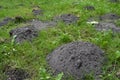 Molehill - freshly build Royalty Free Stock Photo