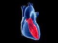 The left ventricle Royalty Free Stock Photo