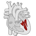 Left ventricle - Heart - Human body - Education Royalty Free Stock Photo