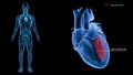 Left Ventricle in the Heart with Human Body Royalty Free Stock Photo