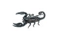 Left view of Asian Forest Scorpion isolated on white background Royalty Free Stock Photo