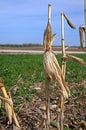 Leftover Corn Stalks in the spring Royalty Free Stock Photo