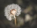 leftover dandelion flower with seeds flying in the wind Royalty Free Stock Photo