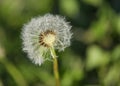 leftover dandelion flower with seeds flying in the wind Royalty Free Stock Photo