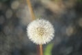 leftover dandelion flower with seeds flying in the wind Royalty Free Stock Photo