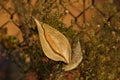 Leftover Milkweed.