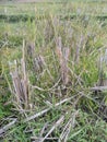 The leftover pieces of rice plant stems are commonly referred to as "rice straw remnants."