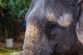 Leftside  closeup of the head of a female Indian elephant Royalty Free Stock Photo