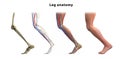 Leg anatomy. Bones, muscles, veins of the human leg