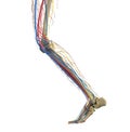 Leg anatomy. The structure of the bones of the foot. Leg vessels Royalty Free Stock Photo