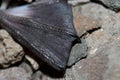 Leg of a Bulwer`s petrel Bulweria bulwerii. Royalty Free Stock Photo