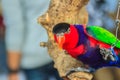 Leg chained black-capped lory parrot that look so sad and agonize. Black-capped (Lorius lory) also known as western