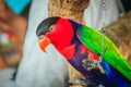 Leg chained black-capped lory parrot that look so sad and agonize. Black-capped (Lorius lory) also known as western