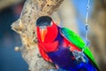 Leg chained black-capped lory parrot that look so sad and agonize. Black-capped (Lorius lory) also known as western