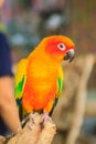 Leg chained Sun parakeet parrot that look so sad and agonize. Th Royalty Free Stock Photo