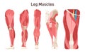 Leg, hip and knee muscle anatomical structure set. Front, side