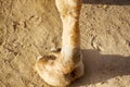 Leg, the hoof, camel toe of a camel dromader Royalty Free Stock Photo